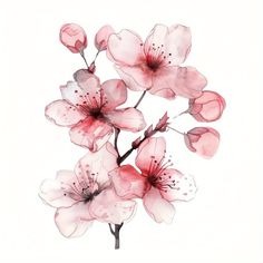 Blossom Profile Picture