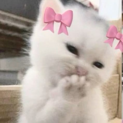 Cat Profile Picture