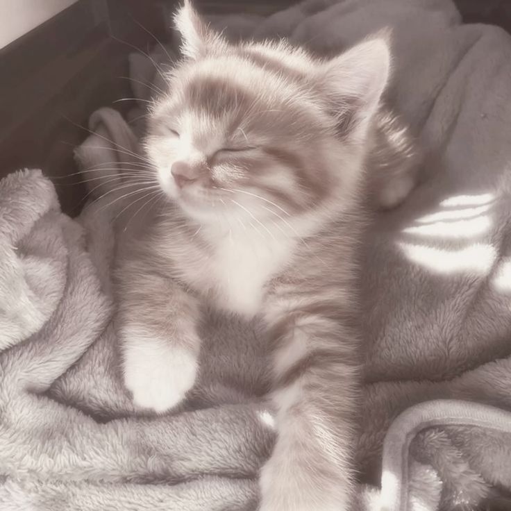bliss cat