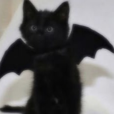 Bat Cat