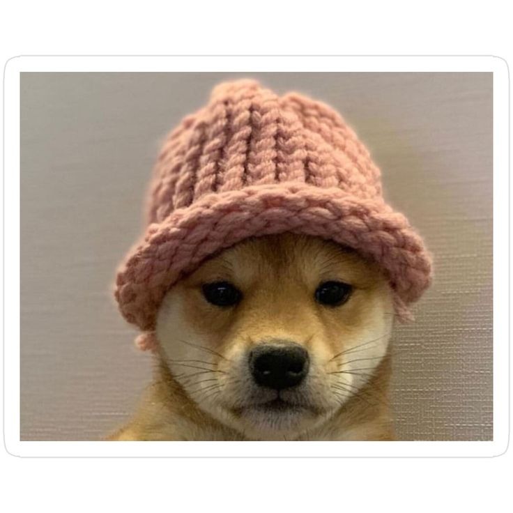 Dog Fortnite