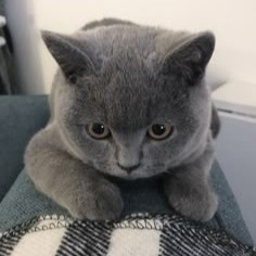 Grey Cat Profile Picture