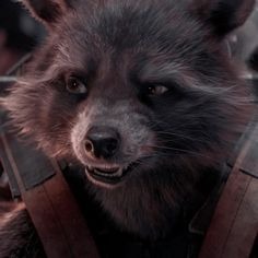 Rocket Raccoon Pfp