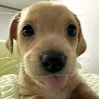 Puppy Icon Pfp