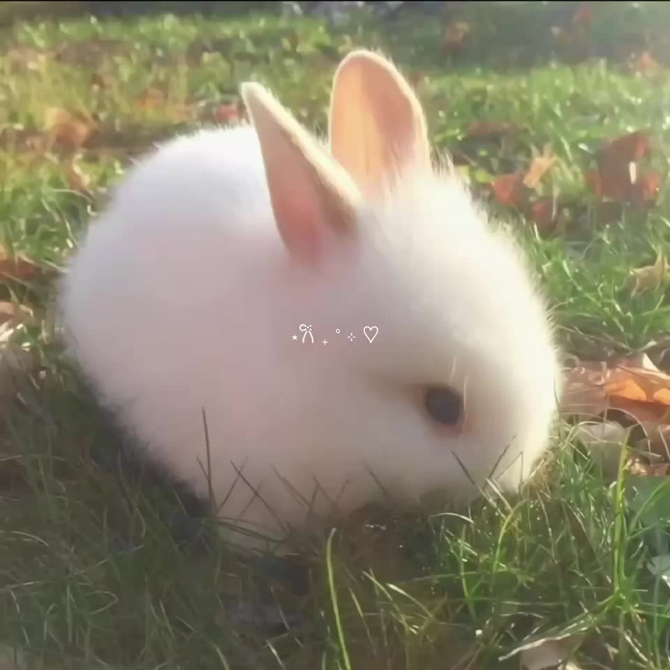 Cute Rabbit