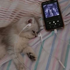 Sad Cat Profile Avatar