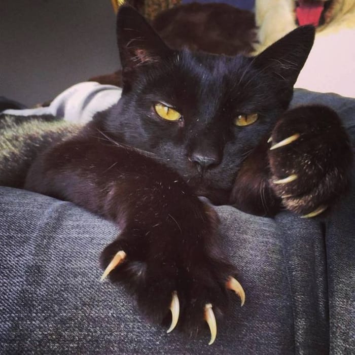 Black Cat Pfp