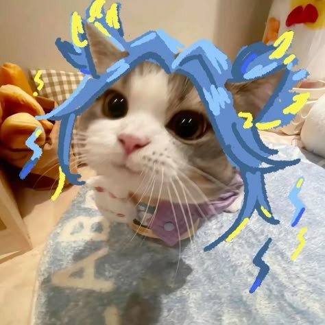 1624-valorant-cat.png