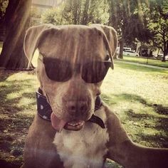 Pitbull Pfp