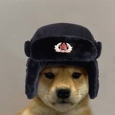 Dog With Hat