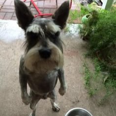 Dog Icon