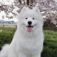 Samoyed Pfp