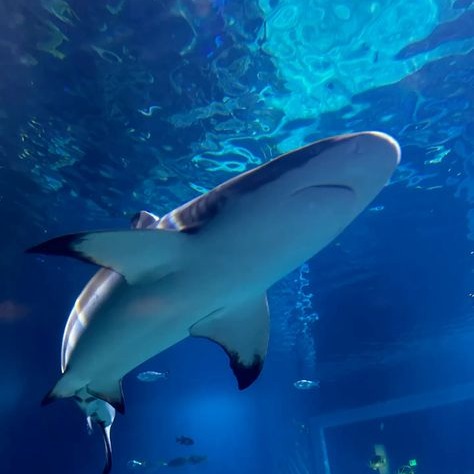 Shark Pfp