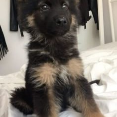 Cute Dog
