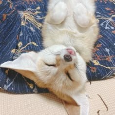 Fennec Fox