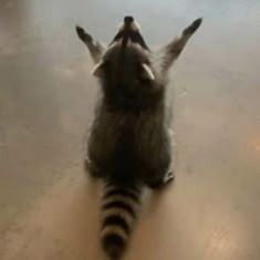 Raccoon User Icon Pfp