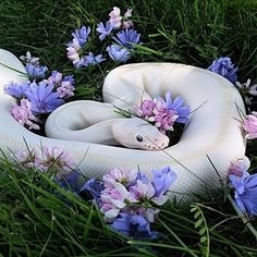 Cute Snake