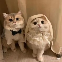 Cat And Dog