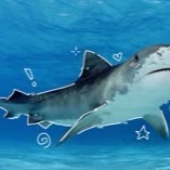 Tiger Shark