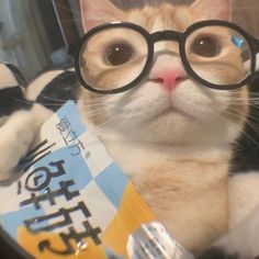 Cat 12 Profile Picture