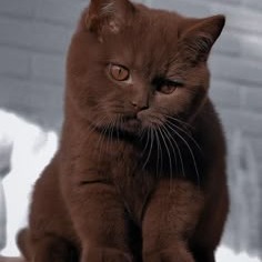 Brown Cat