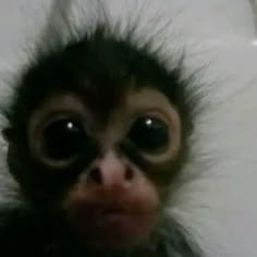 Monkey Cute