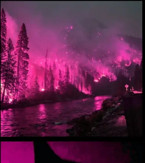 pink Pfp