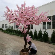 Blossom User Icon