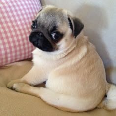 Pug