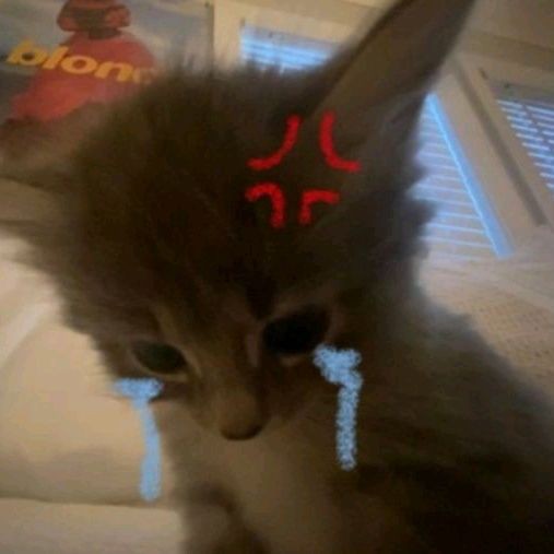 Angry Cat