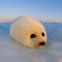 Cute Seal