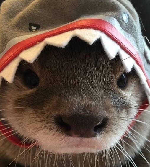 Otter Shark