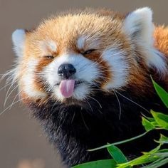 Cute Red Panda