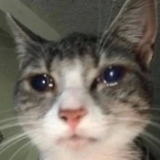 Sad Cat User Icon Profile Picture