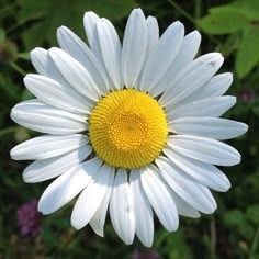 Daisy Flower Pfp