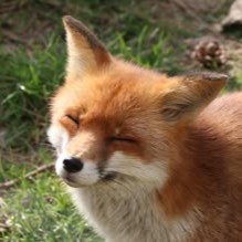 Fox Profile Picture