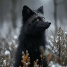 Black Fox