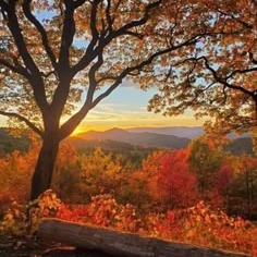 Fall Avatar