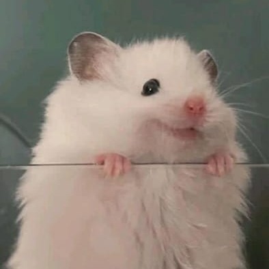 2337-hamster-profile-avatar.png