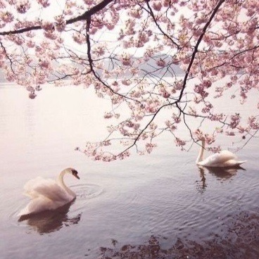 Cherryblossoms Pfp