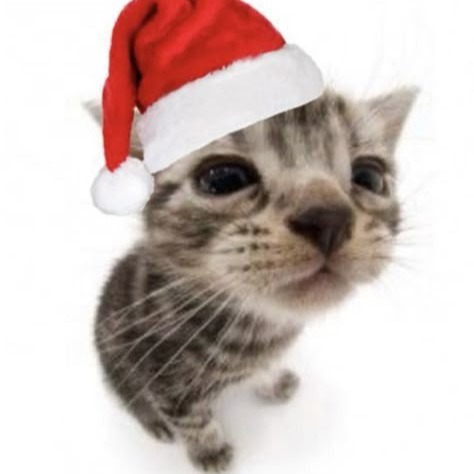 Christmas Cat