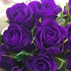 Purple Rose