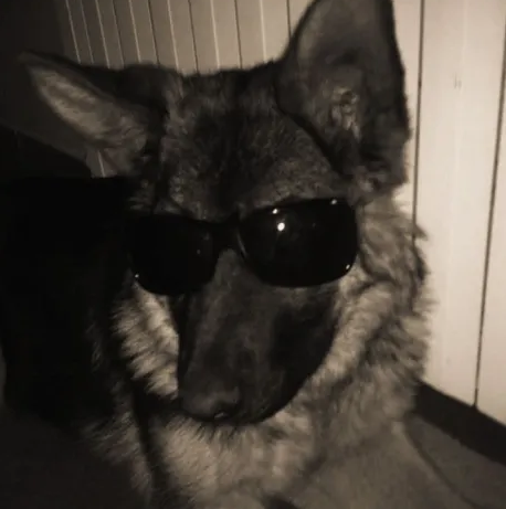 coo dog