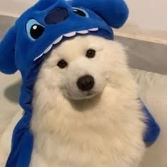Samoyed Pfp