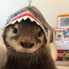 Otter Pfp