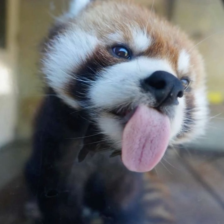 Red Panda