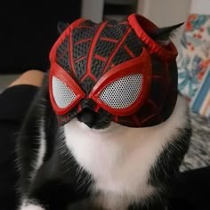 Spider-man Cat