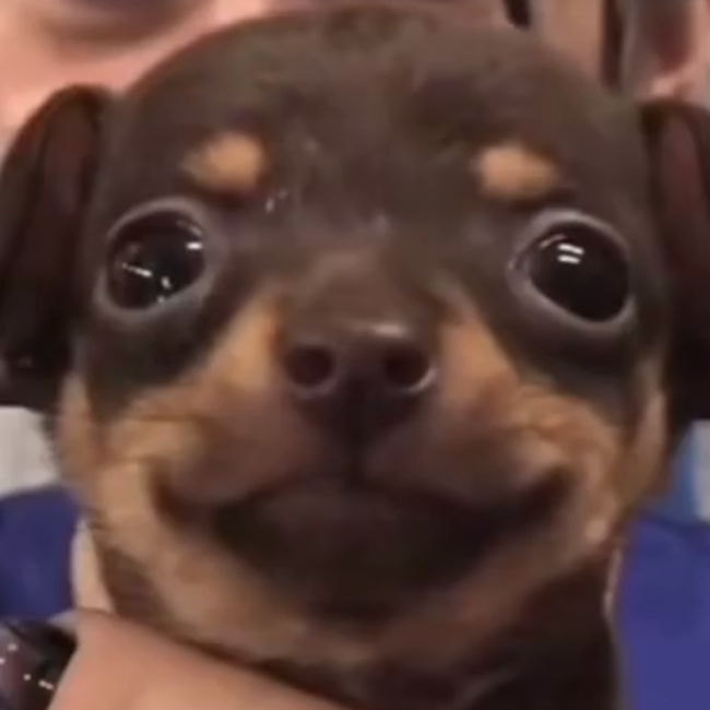 BibouDog