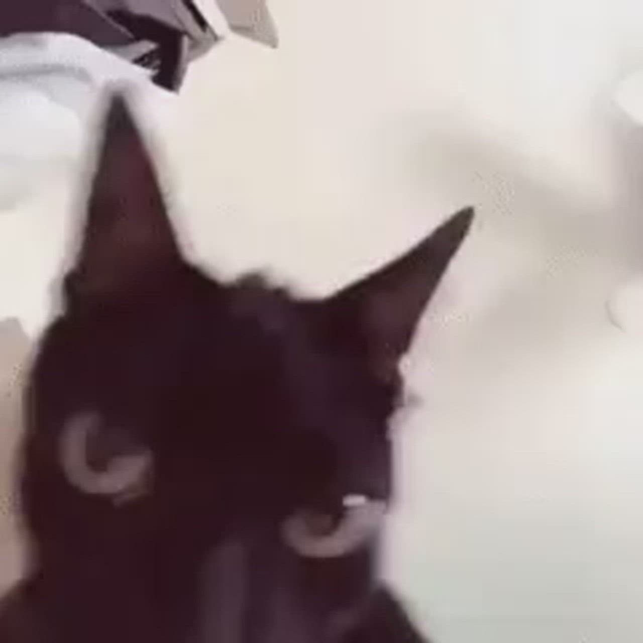 Evil Cat