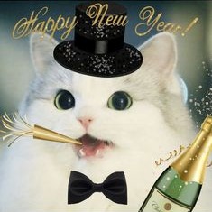 New Years Cat